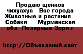 Продаю щенков чихуахуа - Все города Животные и растения » Собаки   . Мурманская обл.,Полярные Зори г.